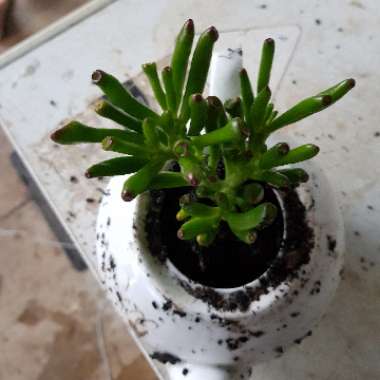 Crassula ovata 'Lady Fingers'