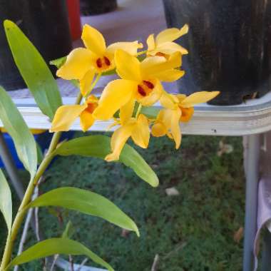 Dendrobium 'Gatton Sunray'