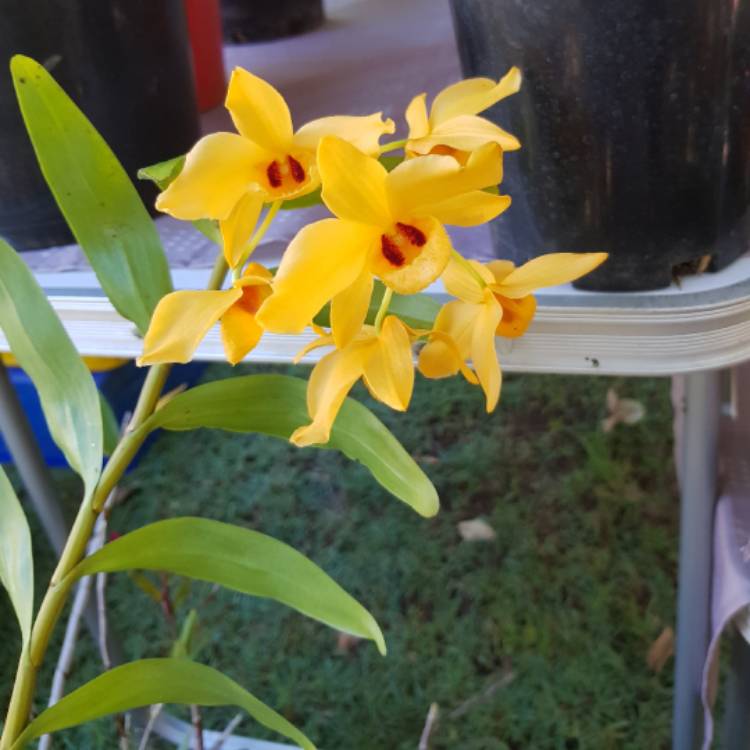 Plant image Dendrobium 'Gatton Sunray'