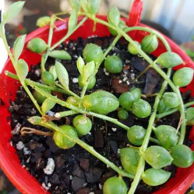 Senecio 'String Of Lanterns'