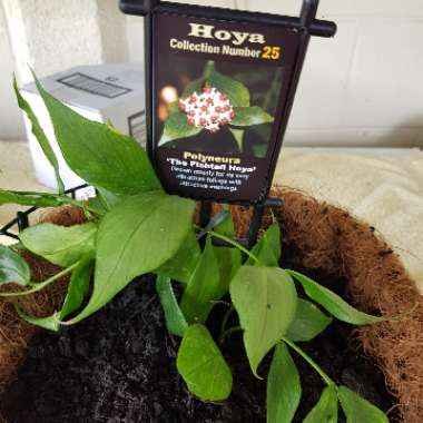 Hoya Polyneura