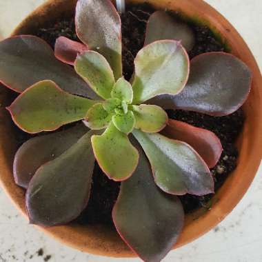 Echeveria Painted Frills