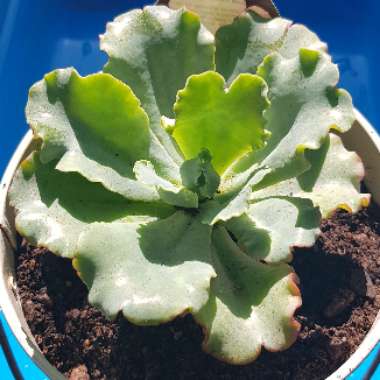 Echeveria Blue Butterfly