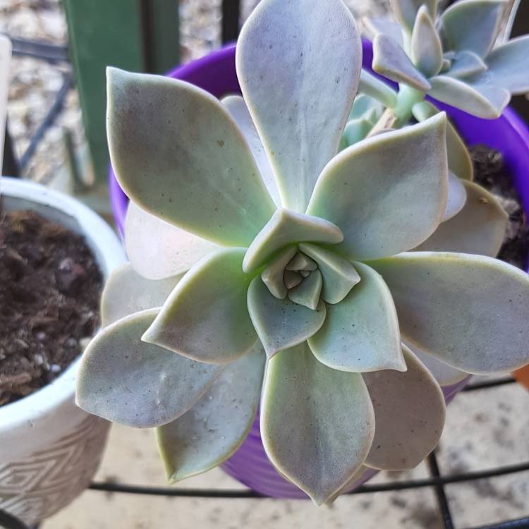 Plant image Echeveria Minima x Graptopetalum Paraguayense