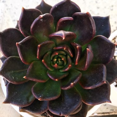 Echeveria Black Prince