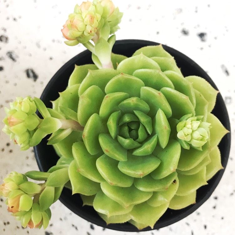 Plant image Echeveria Derosa