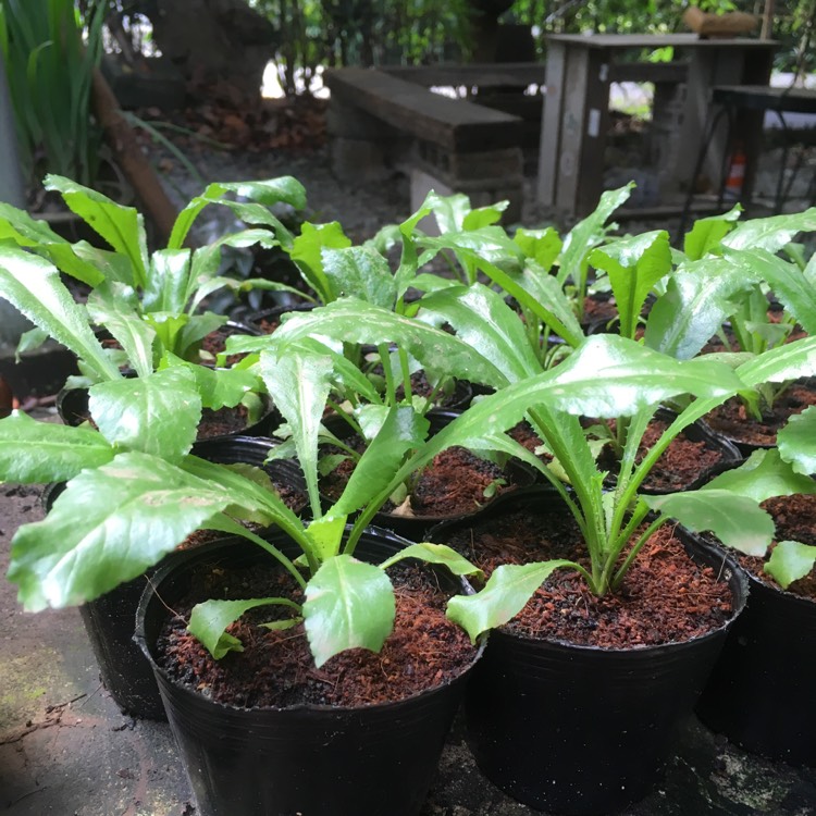 Plant image Eryngium foetidum