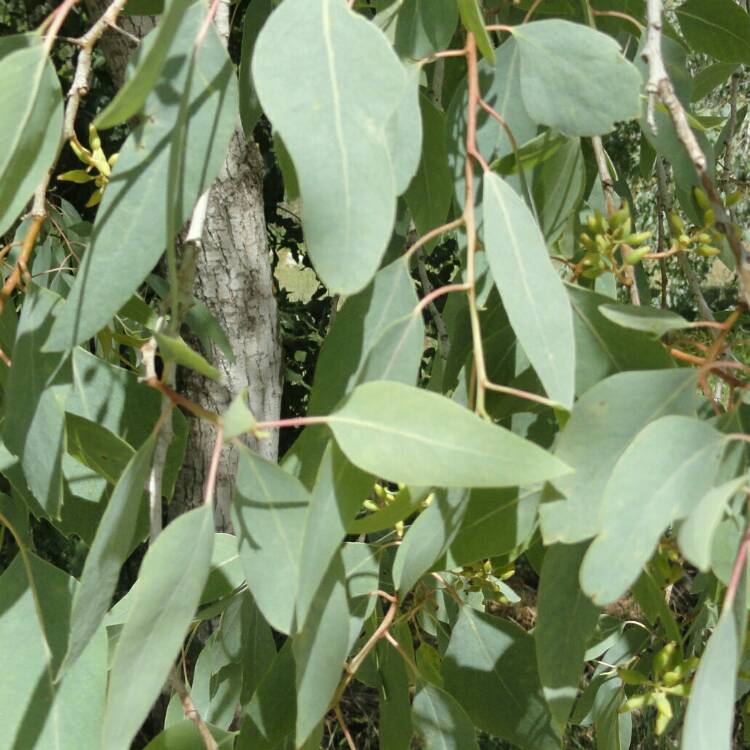 Plant image Eucalyptus camaldulensis