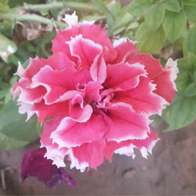 Plant image Petunia 'Tumbelina Cherry Ripple' (Tumbelina Series) syn. Petunia 'Cherry Ripple'