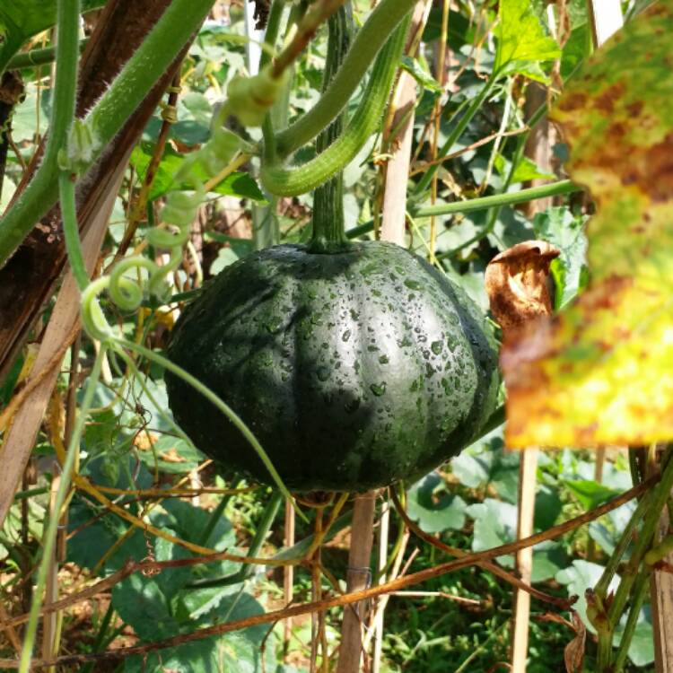 Plant image Cucurbita Pepo 'Becky' F1