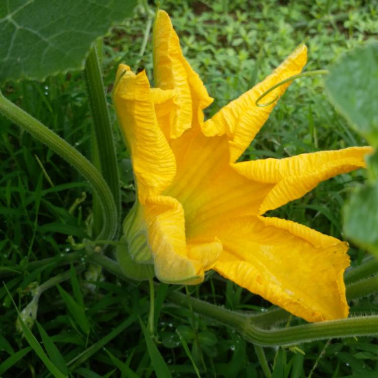 Plant image Cucurbita Pepo 'Becky' F1