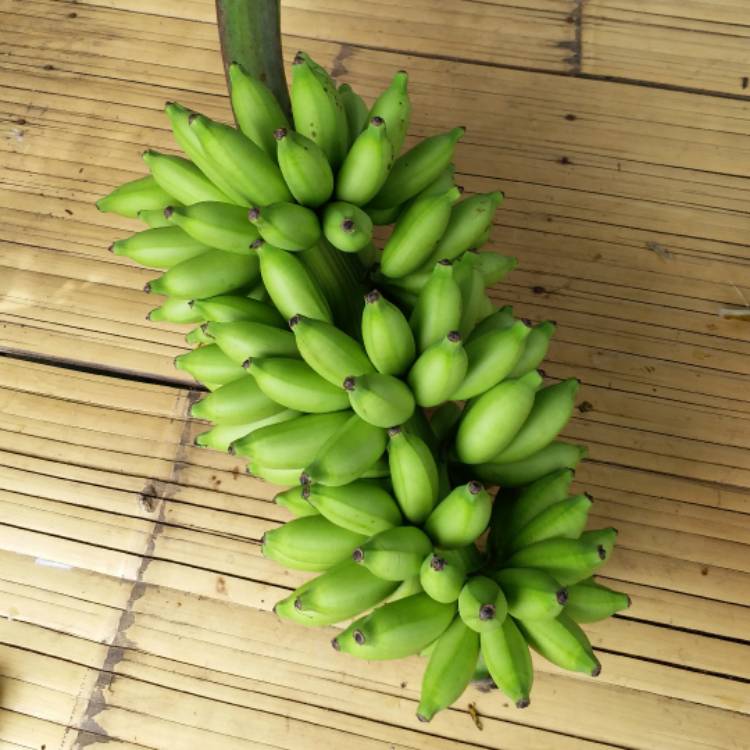 Plant image Musa acuminate 'Lady Finger'