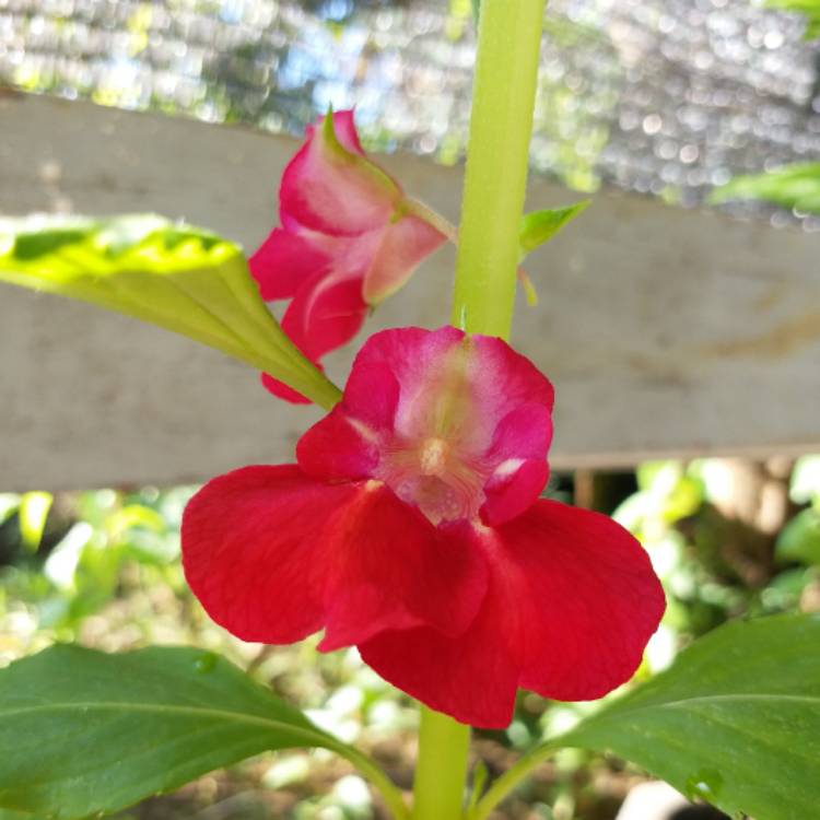 Plant image Impatiens balsamina