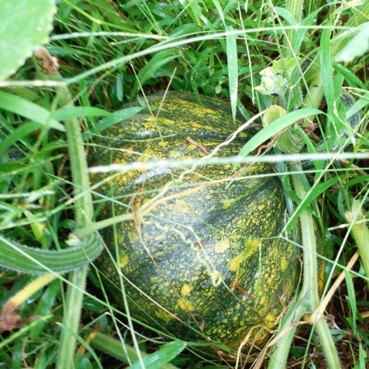 Plant image Cucurbita Moschata 'Early Sweet Sugar Pie'