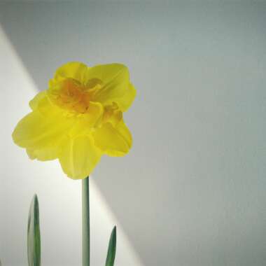 Daffodil 'Golden Ducat' (Double)