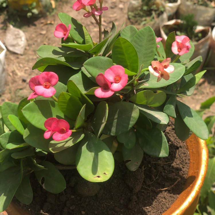 Plant image Euphorbia milii 'Lipstick'