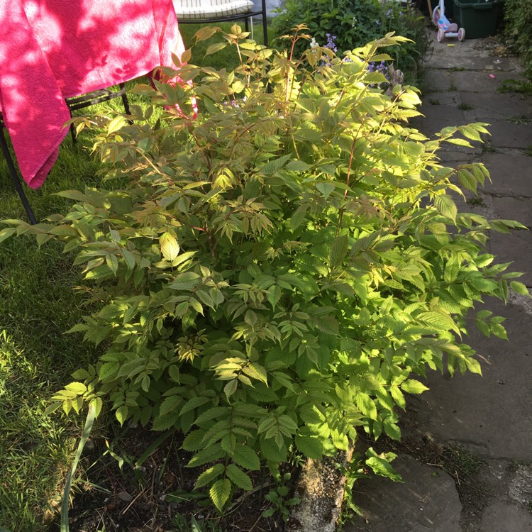 Plant image Aruncus dioicus