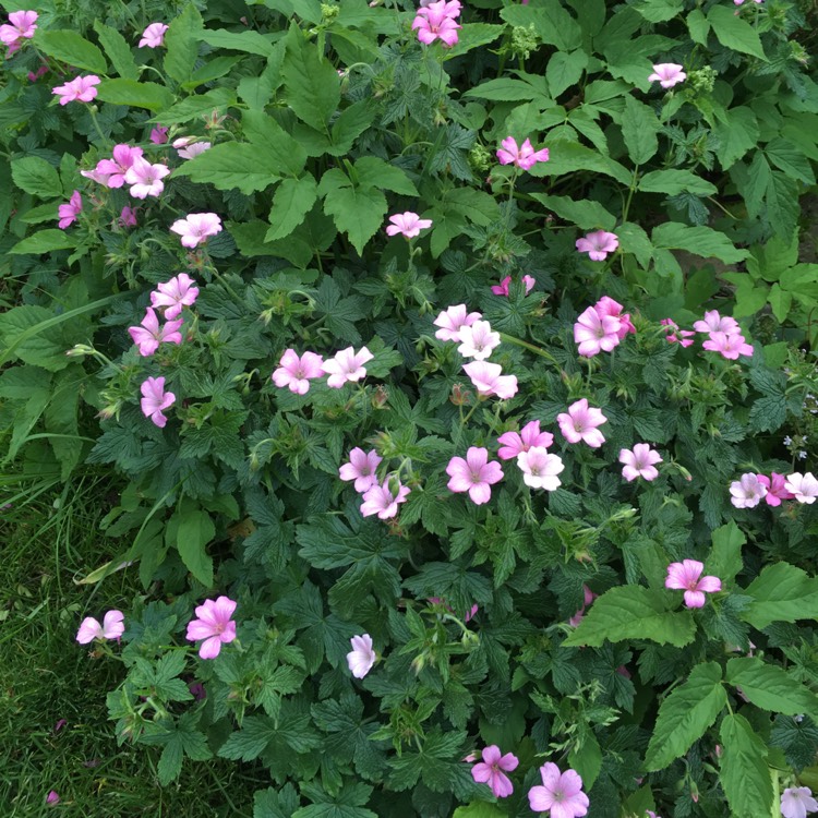 Plant image Geranium x oxonianum 'A.T. Johnson'