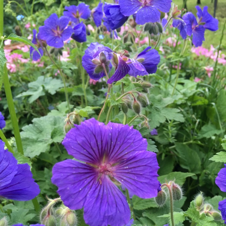 Plant image Geranium x magnificum syn. Geranium magnificum