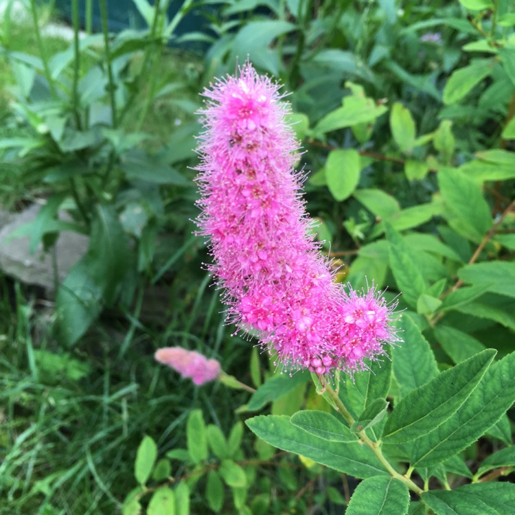 Plant image Spiraea douglasii