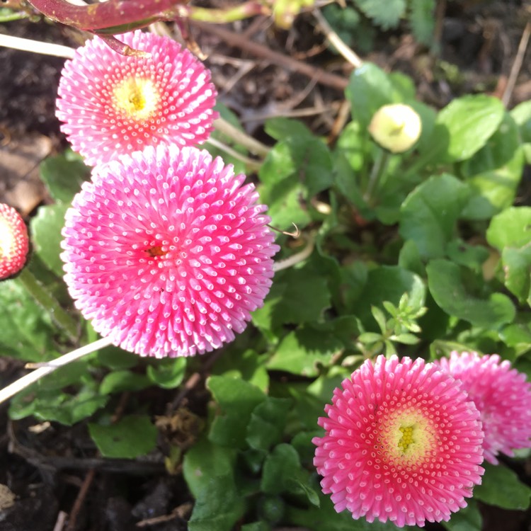 Plant image Bellis perennis 'Pomponette Red'