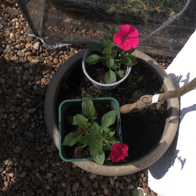 Plant image Petunia 'Purple Rocket'