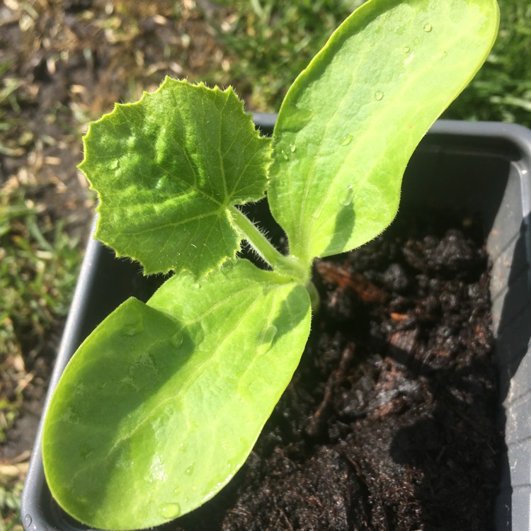 Plant image Cucurbita maxima 'Hundredweight'