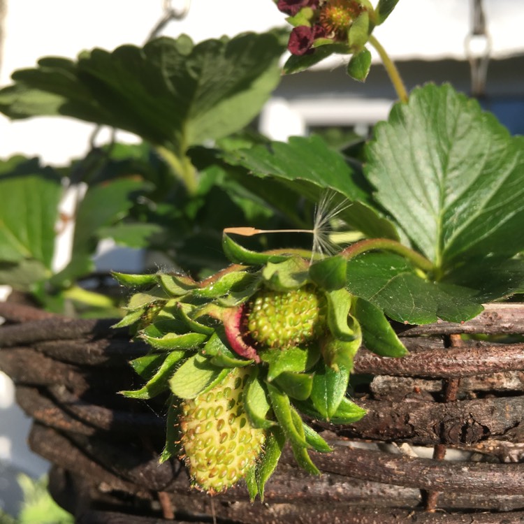 Plant image Fragaria x ananassa 'Ruby Ann'