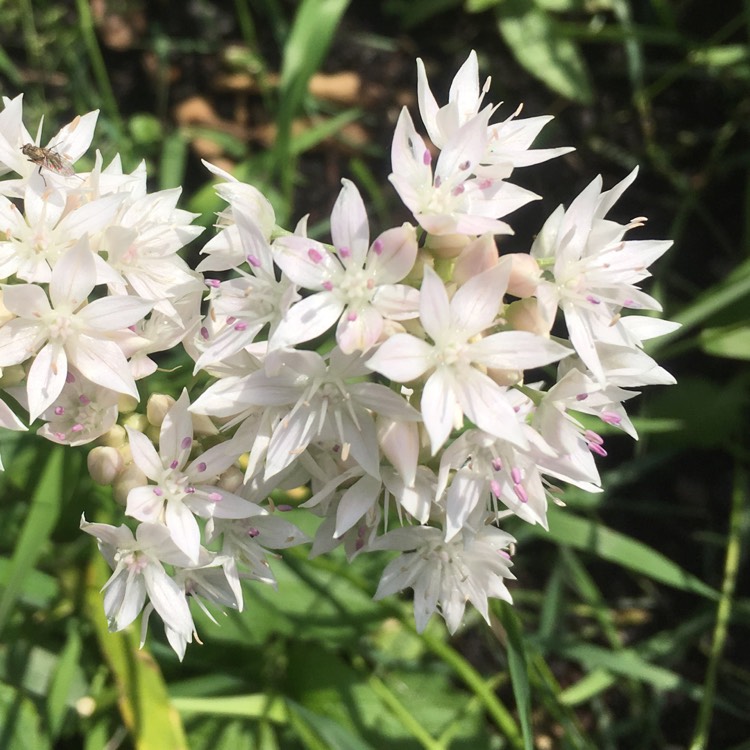 Plant image Allium amplectens 'Graceful Beauty'