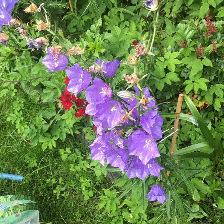 Plant image Campanula cochlearifolia 'Advance Blue'