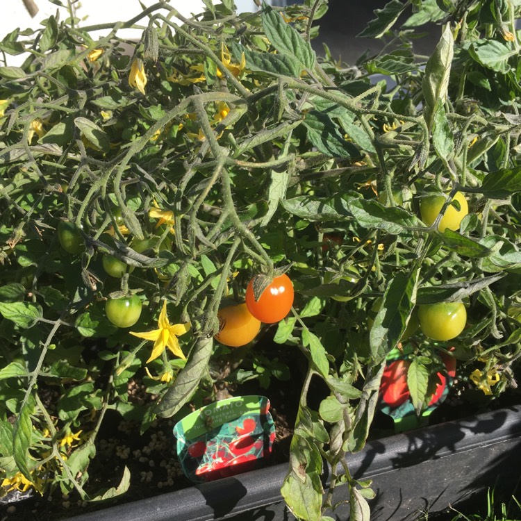 Plant image Solanum lycopersicum 'Tumbling Tom'