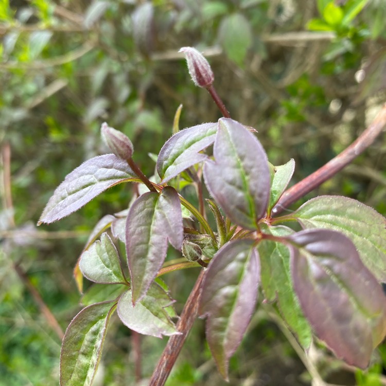 Plant image Clematis montana 'Marjorie'