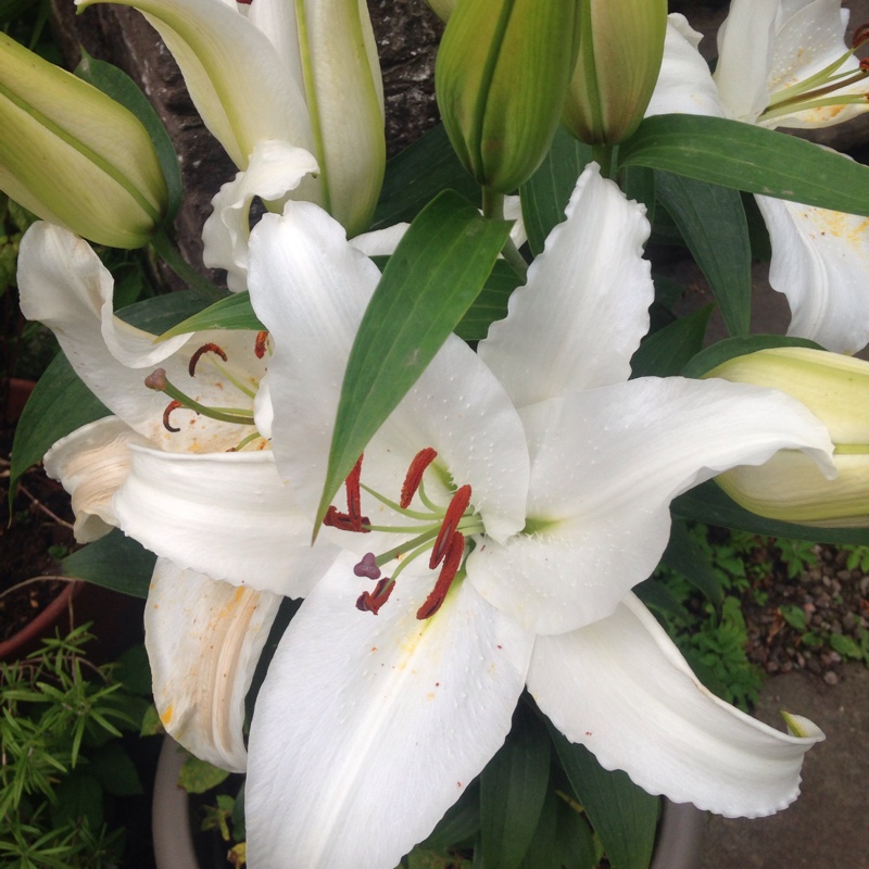 Plant image Lilium 'Casa Blanca'