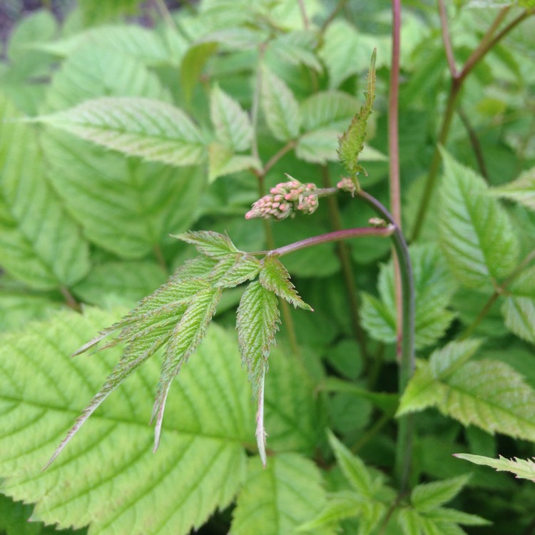 Plant image Aruncus sylvestris