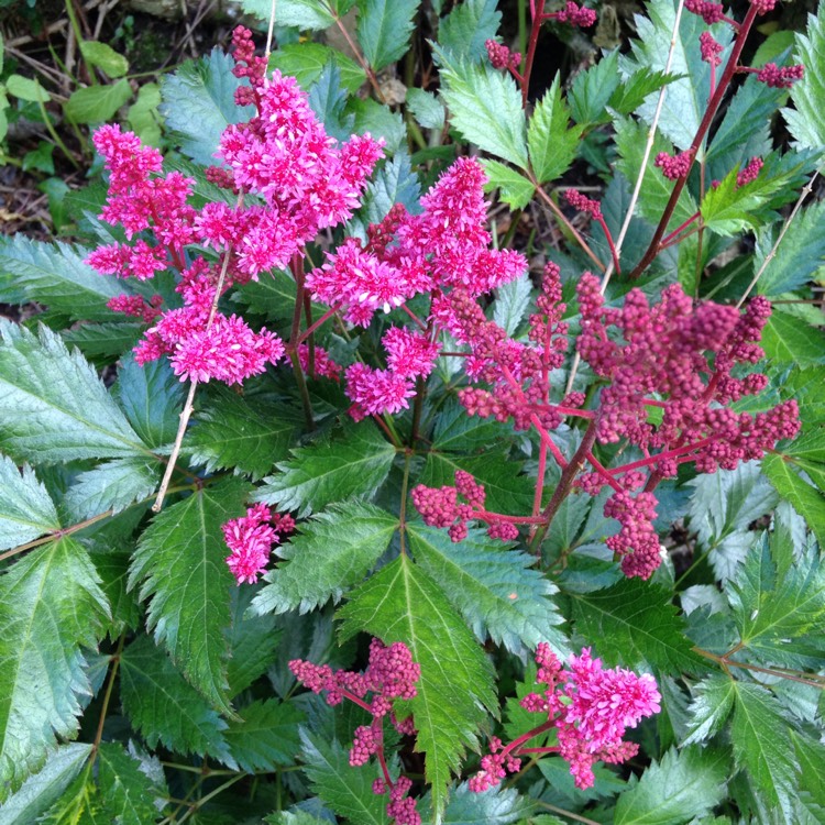 Plant image Astilbe x arendsii 'Rheinland'