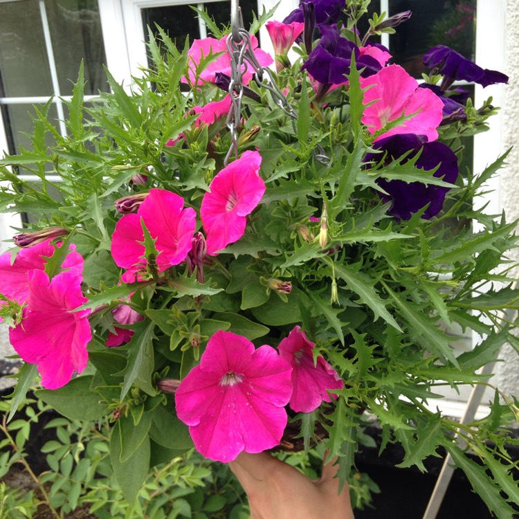 Plant image Petunia 'Frenzy Mix'