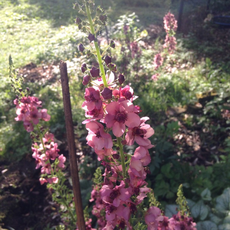 Plant image Verbascum x hybrida 'Southern Charm'