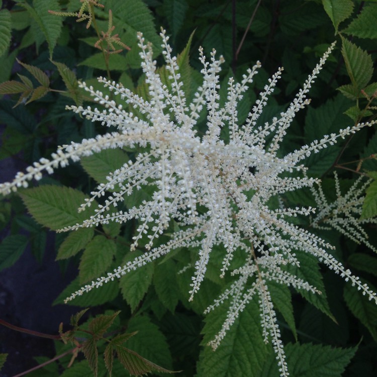 Plant image Aruncus sylvestris