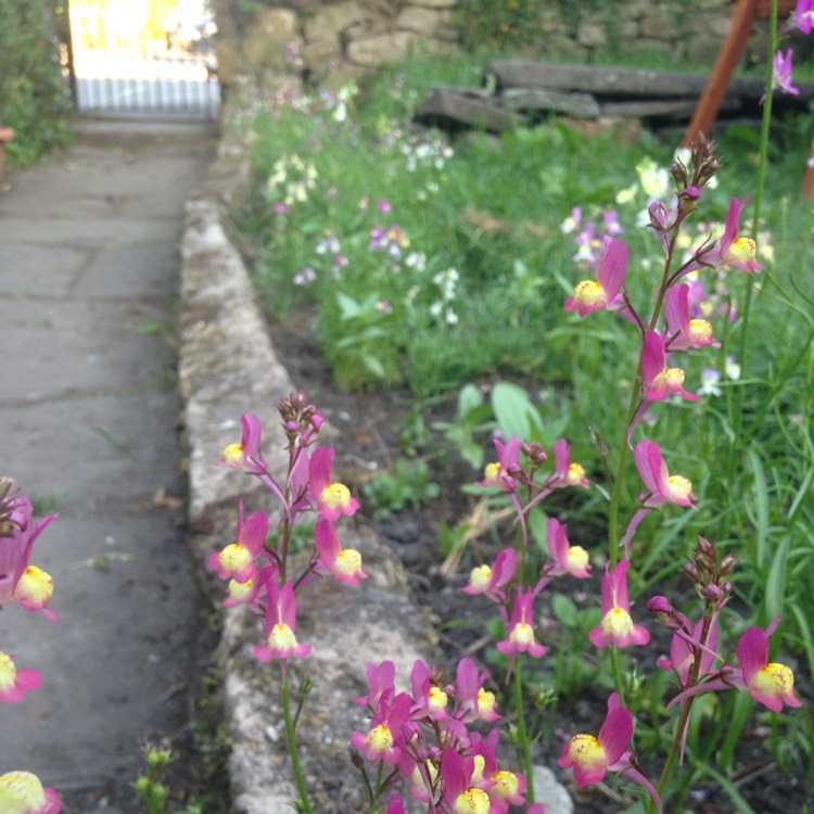 Plant image Linaria 'Fairy Bouquet Mixed'