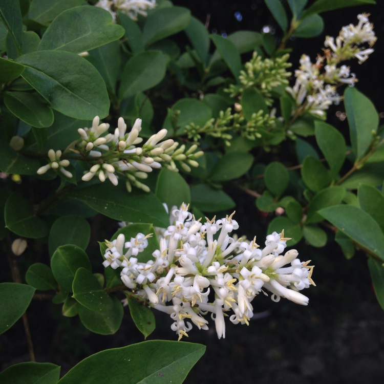 Plant image Ligustrum japonicum