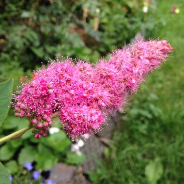 Spiraea douglasii