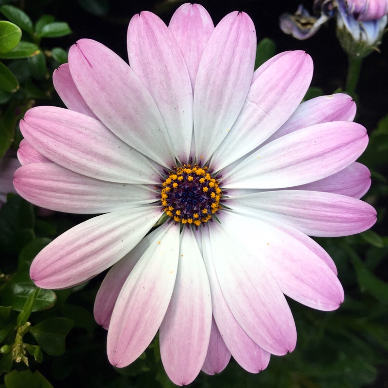 Plant image Osteospermum 'Star of the Veldt'