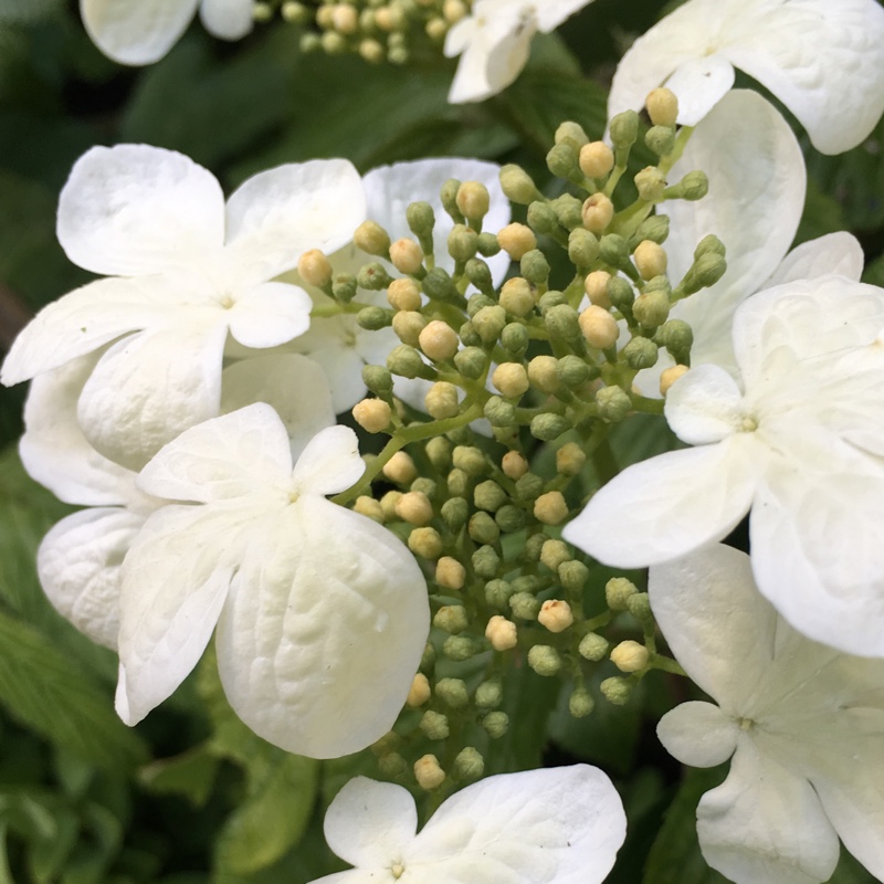 Plant image Viburnum plicatum f. tomentosum 'Mariesii' syn. Viburnum mariesii