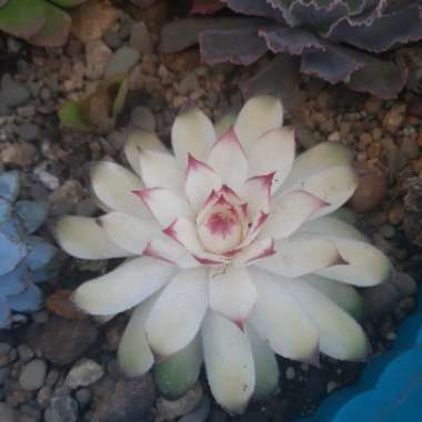 Echeveria Lilacina