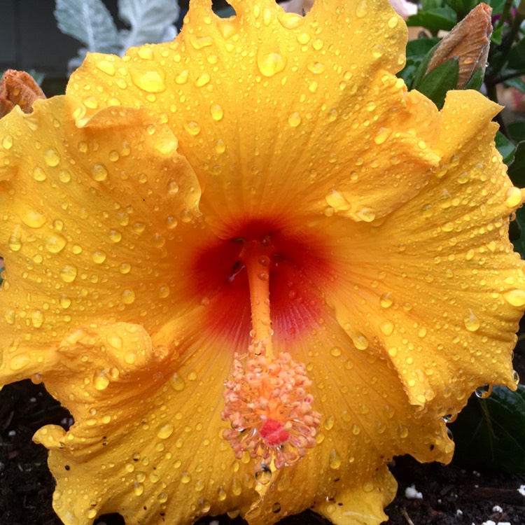 Plant image Hibiscus rosa-sinensis 'Adonicus Pearl'