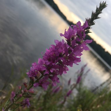 Lythrum salicaria