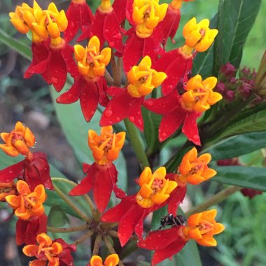 Asclepias