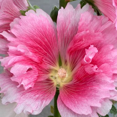 Alcea rosea  syn. Althaea rosea