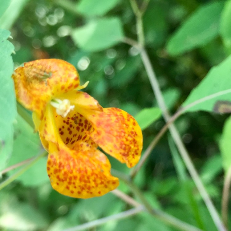 Plant image Impatiens balfourii