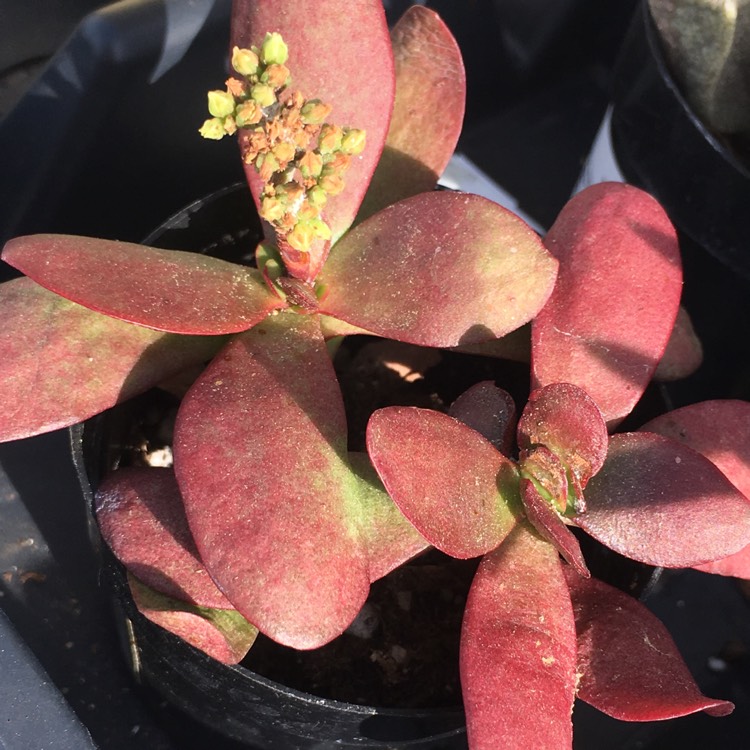 Plant image Crassula Platyphylla